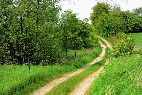 Small curvy gravel road through landscape with bushes on Romele ridge, Skurup municipality, Skåne county, Sweden, Scandinavia