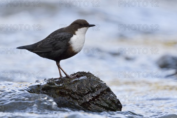 White-throated Dipper (Cinclus cinclus), North Rhine-Westphalia, Germany