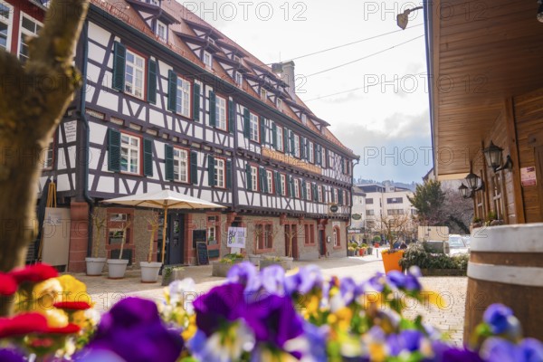 Spring flowers in the foreground with half-timbered houses and a quiet street view, Nagold, Black Forest, Germany