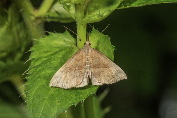 Nettle-billed owl (Hypena proboscidalis) sitting on a green leaf in nature, Baden-Württemberg, Germany