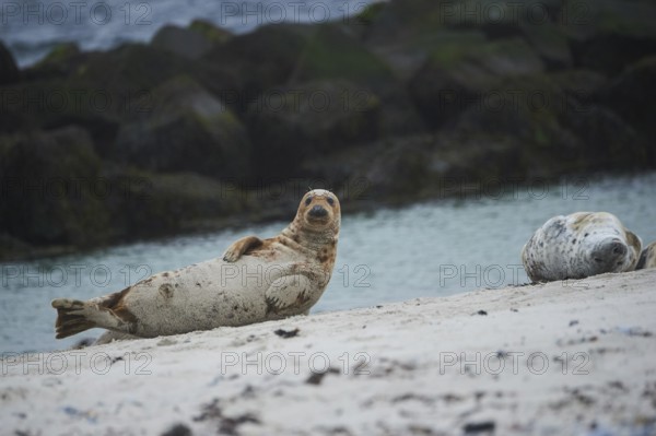Grey seal (Halichoerus grypus) lying on the beach, Düne, Helgoland, Schleswig-Holstein, Germany