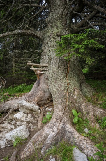 Old spruce with a lick and crack in the trunk, Gloggnitzerhütte on the Rax, Schwarzau im Gebirge, Lower Austria, Austria