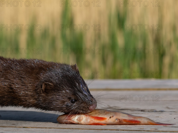 A mink captures a rudd from an angler