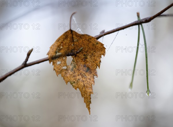 Yellow leaf of a bog birch (Betula pubescens) and needles of Scots pine (Pinus sylvestris) hanging on a branch, detail, macro, close up, filigree structure, shallow depth of field, Germany