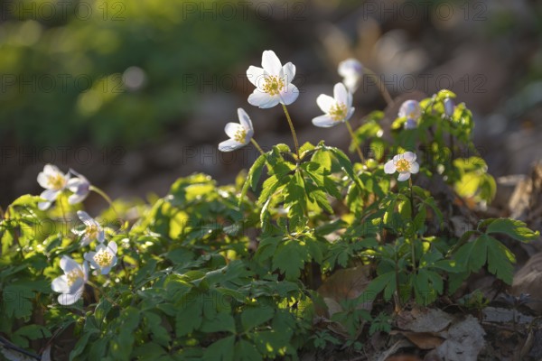 Wood anemone (Anemonoides nemorosa) (Syn.: Anemone nemorosa) blooming white in the forest, green leaves, blurred background, spring flowers, sunlight, backlit, close-up, macro shot, mixed forest, Lüneburg Heath, Lower Saxony, Germany