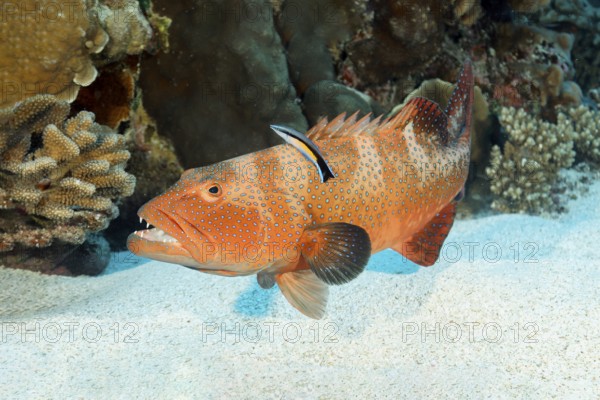 Leopard trout perch (Plectropomus leopardus), young, juvenile with blue-striped cleaner wrasse (Labroides dimidiatus) Tuamotu Archipelago, French Polynesia, South Pacific, Pacific Ocean