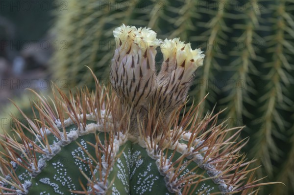 Cactus, flowering bishop's mitre (Astrophytum ornatum), Botanical Garden Erlangen, Middle Franconia, Bavaria, Germany