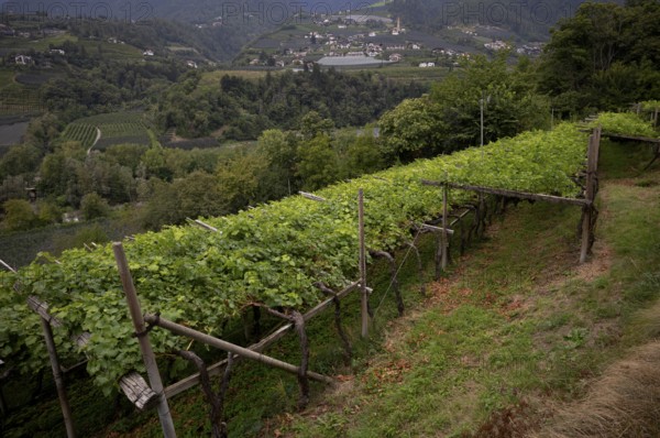 Cultivation of pergola, vines, viticulture, agriculture, agrarian economy, Schenna, Scena, in the background the village of Kuens with the parish church of St Maurice and St Corbinian, South Tyrol, Autonomous Province of Bolzano, Italy