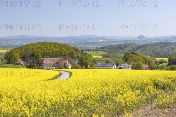 Friedenslinden viewpoint with view of Schmorsdorf between blossoming rape fields, in the background the Lilienstein and other mountains of Saxon Switzerland, Müglitztal, Saxony, Germany