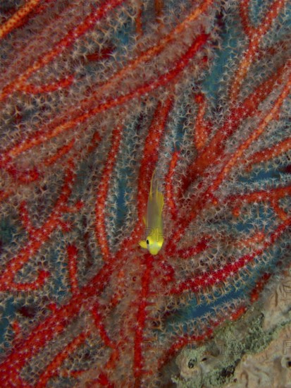Juvenile Golden damselfish (Amblyglyphidodon aureus) seeks shelter in vivid red corals, dive site Sweet Reef, Penyapangan, Bali, Indonesia