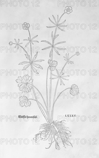 Gold buttercup (Ranunculus auricomus), woodcut by Leonhart Fuchs, from New Kreüterbuch, neues Kräuterbuch, Michael Isingrin, Basel, Switzerland, 1543