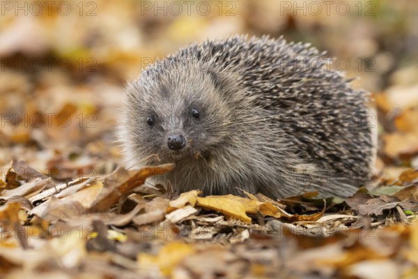 European hedgehog (Erinaceus europaeus) adult animal on fallen autumn leaves, England, United Kingdom