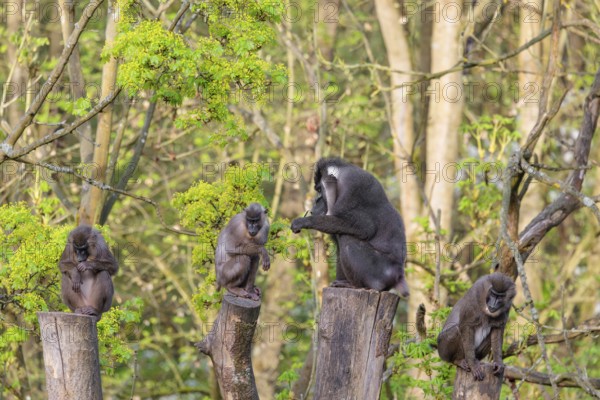 Four Drills (Mandrillus leucophaeus), a male and three females, sit high up on the four stumps of a cut tree and enjoy the early sunlight. A green forest can be seen in the background