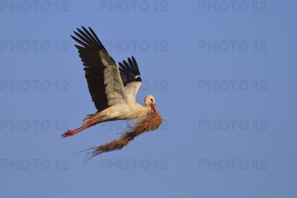 White Stork (Ciconia ciconia) flying, North Rhine-Westphalia, Germany