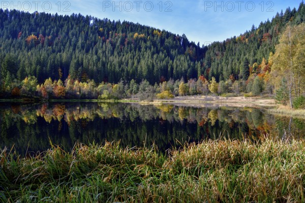 Trees reflected in the Sankenbachsee, Karsee, autumn, near Baiersbronn, Freudenstadt district, Black Forest, Baden-Württemberg, Germany