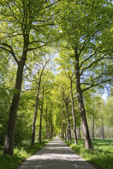 Limbricht, Limburg, Netherlands, Tree-lined avenue on a sunny spring day