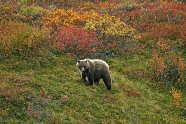 Grizzly bear (Ursus arctos horribilis) striding across the autumn-coloured tundra with a view of the coloured berry bushes, Denali National Park, Alaska, USA