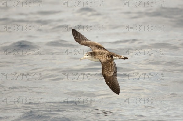 Streaked Shearwater (Calonectris leucomelas) flying, Sea of Japan, Japan