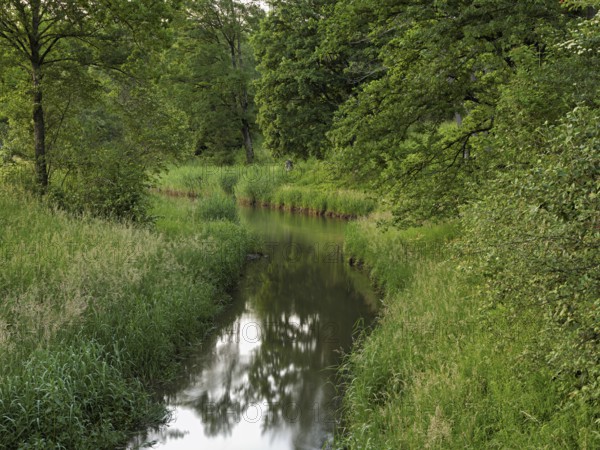 Small stream leads through forest with English oaks, Siebeneichen nature reserve, Merenschwand, Freiamt, Canton Aargau, Switzerland