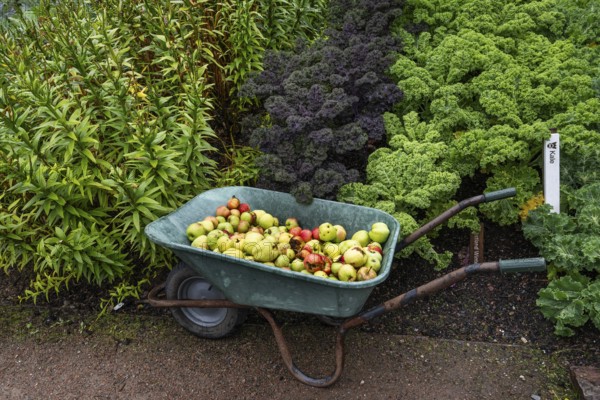 Fallen fruit apples lying in a wheelbarrow, fruit and vegetable garden, Inverewe Gardens, Poolewe, Loch Ewe, Highlands, Highlands, Scotland, Great Britain