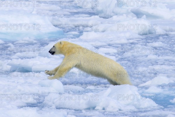 Lone polar bear (Ursus maritimus) hunting on pack ice, drift ice in the Arctic Ocean along the Svalbard coast, Spitsbergen, Norway