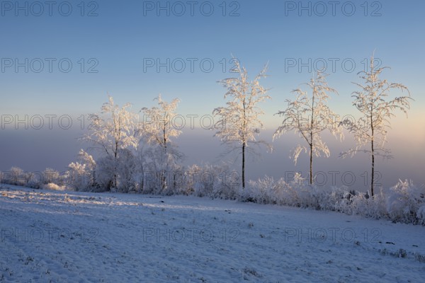 Birch trees in hoarfrost in the morning light, Brunnwil, Freiamt, Canton Aargau, Switzerland