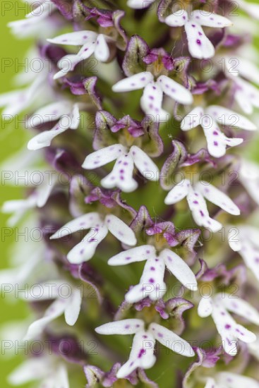 Burnet orchid (Neotinea ustulata), orchid family (Orchidaceae), Ihringen, Kaiserstuhl, Baden-Württemberg, Germany