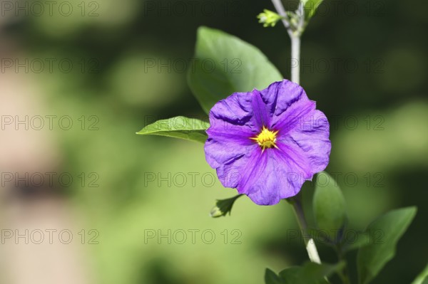 Blue potato tree (Lycianthes rantonnetii), gentian tree, flowering, close-up, Wilnsdorf, North Rhine-Westphalia, Germany