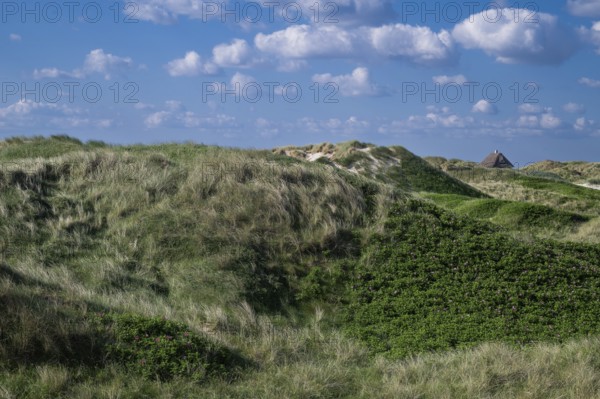 Beach grass, Strandhafter, dunes, house with thatched roof, Søndervig Strand, Ringkøbing Fjord, Denmark