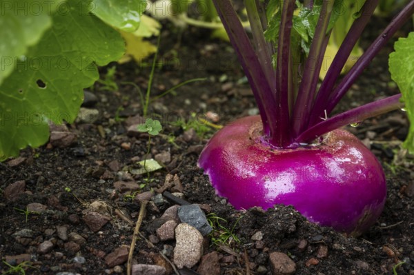 Beetroot, also beetroot in a vegetable patch, fruit and vegetable garden, Inverewe Gardens, Poolewe, Loch Ewe, Highlands, Highlands, Scotland, Great Britain