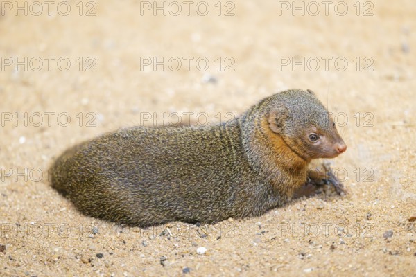 Ethiopian dwarf mongoose (Helogale hirtula) lying in the sand, Bavaria, Germany