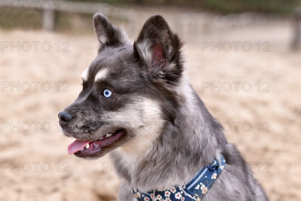 Portrait of cute French Bulldog x Siberian Husky dog mix