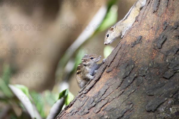 Two chipmunks or chipmunks (Tamias) on a tree trunk, Royal Botanic Gardens, Kandy, Central Province, Sri Lanka