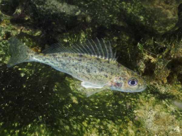 A speckled ruffe (Gymnocephalus cernua) in an underwater area surrounded by algae, dive site Großer Parkplatz, Herrliberg, Lake Zurich, Canton Zurich, Switzerland