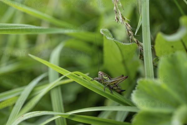 Great green bush cricket (locusta), grasshopper, on a blade of grass in a meadow, Tyrol, Austria
