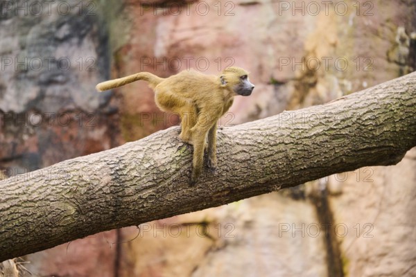 Guinea baboon (Papio papio) sitting on a tree, Bavaria, Germany Europe