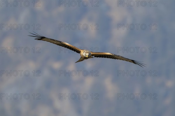Red kite (Milvus milvus), in flight, Münster, Tyrol, Austria