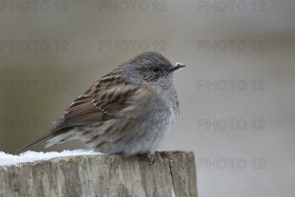 Dunnock (Prunella modularis) perched on a stump, North Rhine-Westphalia, Germany