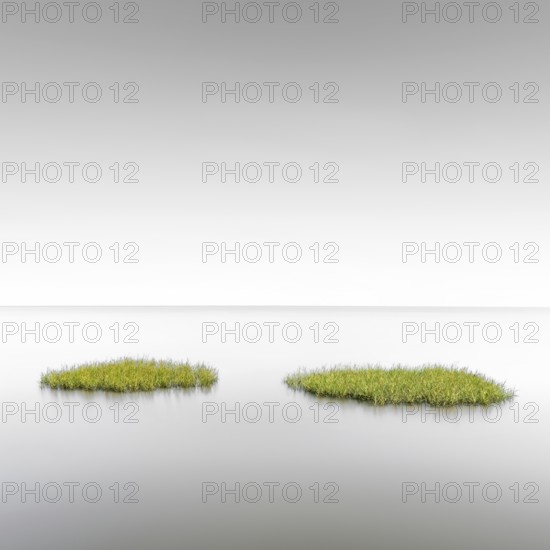 Seagrass meadows on the mudflats in the Schleswig-Holstein Wadden Sea National Park, UNESCO World Heritage Site, Sylt, North Frisian Island, North Frisia, Schleswig-Holstein, Germany