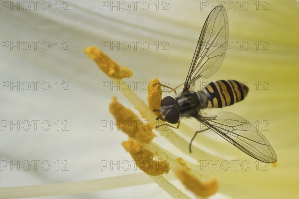 Grove hoverfly (Episyrphus balteatus), Emsland, Lower Saxony, Germany