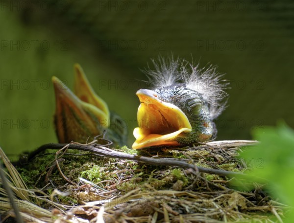 Nestlings, young blackbirds (Turdus merula) in nest, a few days old, Saxony, Germany