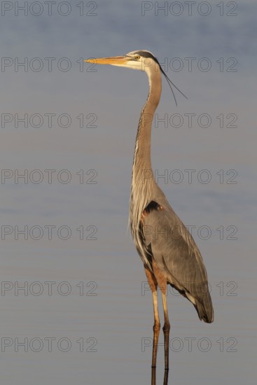 Great Blue Heron (Ardea herodias), Florida, USA