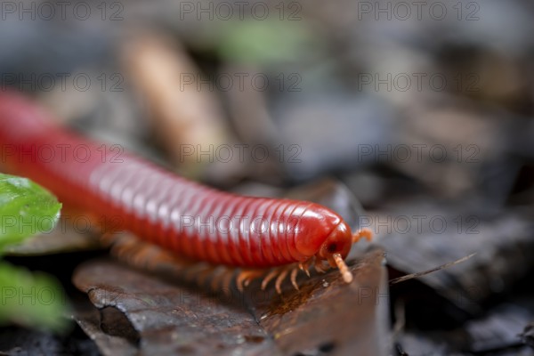 Genome millipede (Trigoniulus corallinus), red millipede on the forest floor, Refugio Nacional de Vida Silvestre Mixto Bosque Alegre, Alajuela province, Costa Rica