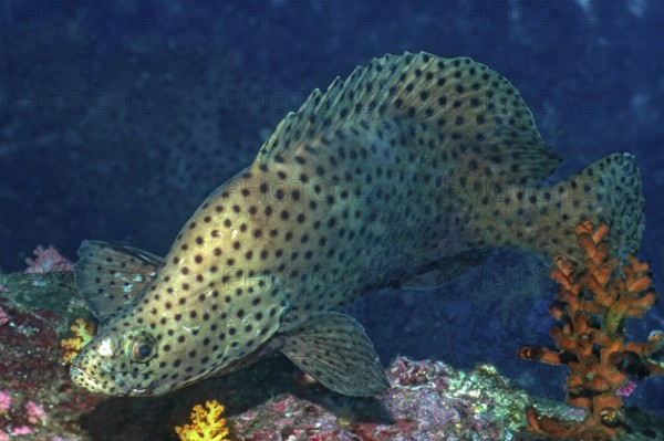 Paddlefish (Chromileptes altivelis) Humpback Grouper, Barramundi Cod, with high dorsal fin, Andaman Sea, Indian Ocean, Thailand