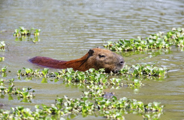 Capybara (Hydrochaeris hydrochaeris) Pantanal Brazil