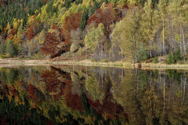 Trees reflected in the Sankenbachsee, Karsee, autumn, near Baiersbronn, Freudenstadt district, Black Forest, Baden-Württemberg, Germany