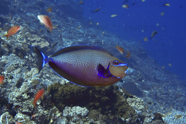 A colourful tropical masked nose doctor fish (Naso vlamingii) swims among smaller fish in the sea, dive site Toyapakeh, Nusa Ceningan, Nusa Penida, Bali, Indonesia