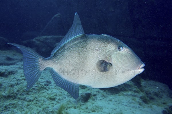 A single conspicuous fish, Atlantic triggerfish (Balistes capriscus) (Balistes carolinensis), swimming in the deep blue, dive site Bufadero, Palm Mar, Tenerife, Canary Islands, Spain