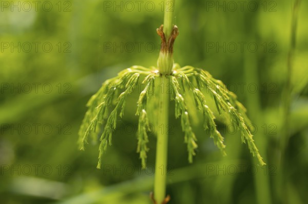 Detail of a horsetail (Equisetum), hanging leaves like an umbrella, fresh spring green, Geisingberg, Altenberg, Saxony, Germany