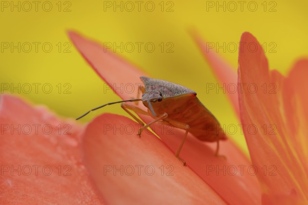 Hawthorn shieldbug (Acanthosoma haemorrhoidale) adult insect on a garden flower in summer, England, United Kingdom